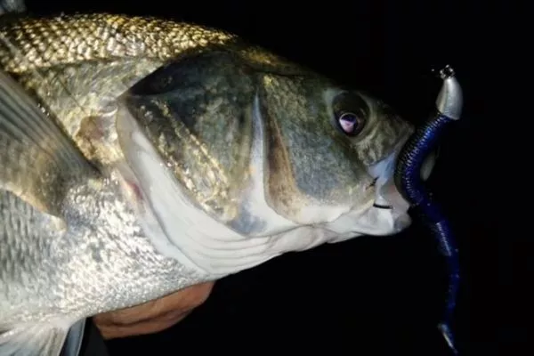 big o fishing lure Cotton Cordell Big O Crankbait -