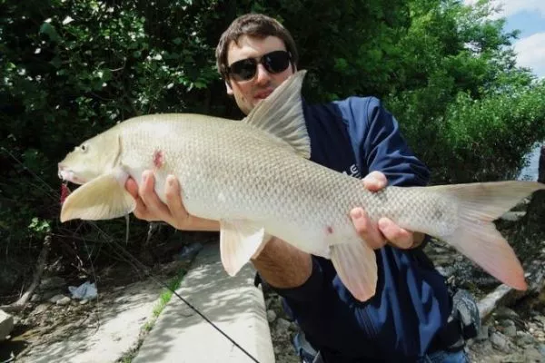 alternatives to net fishing Gone Fishin': Developing alternatives to gillnets