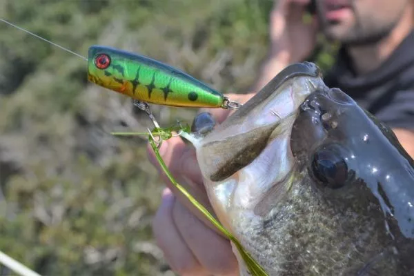 The different surface lures for freshwater predators The different surface lures for freshwater predators