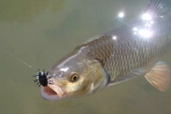 blackmouth fishing lures Got some throwback Tomic Plugs in 5'', some great baits for chasing winter  blackmouth and avoiding shakers. $12.00 a piece